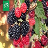 Tüplü Dikensiz Bursa-3 Böğürtlen Fidanı thumbnail 2