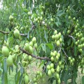 Tüplü Tozlayıcı İhtiyacı Duymayan Pedro Ceviz Fidanı thumbnail 3