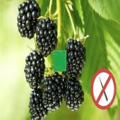 Tüplü Dikensiz Early Fat Böğürtlen Fidanı thumbnail 2