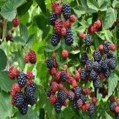 Tüplü Dikensiz Hastalıklara Dayanıklı Chester Böğürtlen Fidanı thumbnail 4