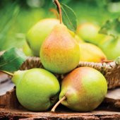 Tüplü Bol Sulu Kara Hüseyin Armut Fidanı thumbnail 1