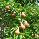 Tüplü Yüksek Verimli Carmen Armut Fidanı thumbnail 5