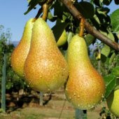 Tüplü Şeker Gibi Abete Fetel Armut Fidanı - 1