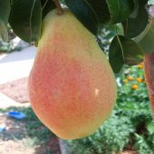 Tüplü Yüksek Verimli Santa Maria Armut Fidanı thumbnail 1