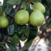 Tüplü Aromalı Bahribey Armut Fidanı thumbnail 2