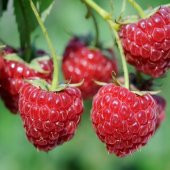 Tüplü Tatlı Yediveren Ruby Ahududu Fidanı - 1