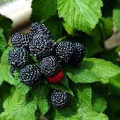 Tüplü Blackberry Siyah Ahududu Fidanı - 1