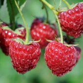 Tüplü Tatlı Yediveren Ruby Ahududu Fidanı - 4