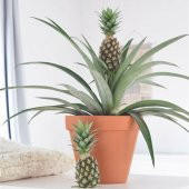 Tüplü Sınırlı Stok Ananas Fidanı thumbnail 3