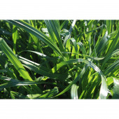 Ulusoy Tohumculuk Caramba Yem Bitkisi Tohumu Tetraploid Ryegrass 25Kg - 2