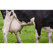 Ulusoy Tohumculuk Caramba Yem Bitkisi Tohumu Tetraploid Ryegrass 25Kg - 3