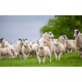 Ulusoy Tohumculuk Caramba Yem Bitkisi Tohumu Tetraploid Ryegrass 25Kg - 4