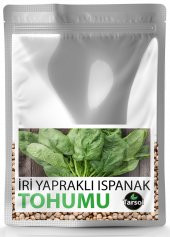 İRİ YAPRAKLI ISPANAK TOHUMU YÜKSEK VERİM 30 ADET - 1