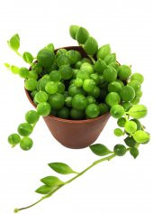 SENECIO BONCUK ÇİÇEĞİ YÜKSEK KALİTE 5,5 CM - 1