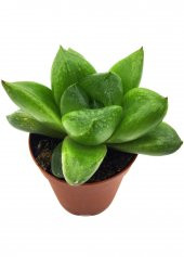 HAWORTHİA CYMBİFORMİS SUKULENT ŞEFFAF TEPELİ - 1