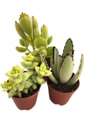 SUKULENT KAKTÜS SETİ 3 ADET CUBA - 1
