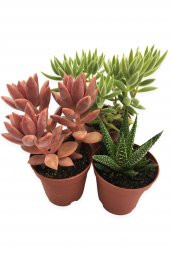 SUKULENT KAKTÜS SETİ 3 ADET PRAYA - 1