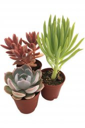 SUKULENT KAKTÜS SETİ 3 ADET SAN SALVADOR - 1