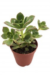 AEONİUM HAWORTHİİ SUKULENT 5,5CM SAKSIDA - 1
