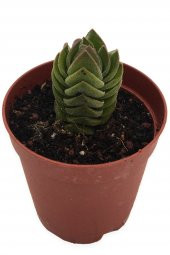 CRASSULA BUDDHA TEAMPLE ÖZEL TÜR 5,5 CM SAKSIDA - 1