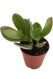 CRASSULA OVATA PARA AĞACI GENİŞ YAPRAKLI TÜR 5,5 CM SAKSIDA - 1