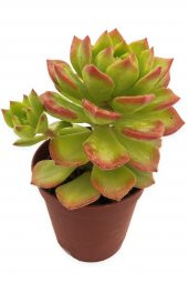 ECHEVERİA BİANCA SUKULENT UÇLARI KIRMIZI 5,5 CM SAKSIDA - 1