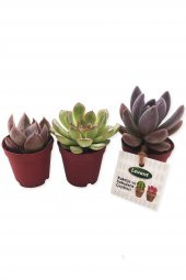 KAKTÜS SUKULENT SETİ ARGOS 3 ADET YENİ SERİ - 1