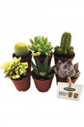 KAKTÜS SUKULENT SETİ ATLANTİS 6 ADET YENİ SERİ thumbnail 1