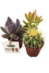 KAKTÜS SUKULENT SETİ BEHRAM 3 ADET YENİ SERİ - 1