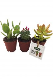 KAKTÜS SUKULENT SETİ DELPHİ 3 ADET YENİ SERİ thumbnail 1