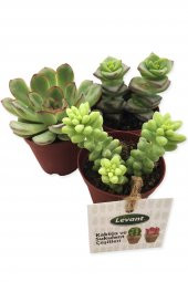 KAKTÜS SUKULENT SETİ KİEV 3 ADET YENİ SERİ thumbnail 1