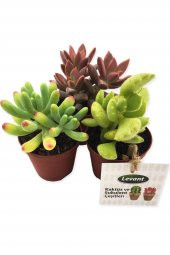 KAKTÜS SUKULENT SETİ MONACO 3 ADET YENİ SERİ - 1