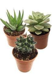 KAKTÜS SUKULENT SETİ UPSALLA 3 ADET BİTKİ - 1