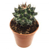 KAKTÜS SUKULENT SETİ UPSALLA 3 ADET BİTKİ - 2