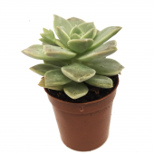 KAKTÜS SUKULENT SETİ UPSALLA 3 ADET BİTKİ - 3