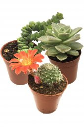KAKTÜS SUKULENT SETİ MİDGARD 3 ADET BİTKİ - 1
