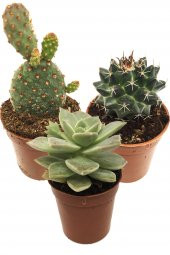 KAKTÜS SUKULENT SETİ SİGURD 3 ADET BİTKİ - 1