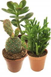 KAKTÜS SUKULENT SETİ FREYA 3 ADET BİTKİ - 1