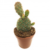 KAKTÜS SUKULENT SETİ FREYA 3 ADET BİTKİ - 2