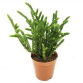 KAKTÜS SUKULENT SETİ FREYA 3 ADET BİTKİ - 3