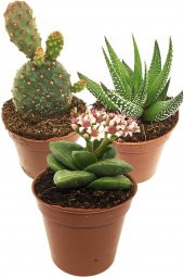 KAKTÜS SUKULENT SERİ DORİATH 3 ADET BİTKİ thumbnail 1