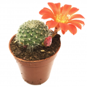 KAKTÜS SUKULENT SETİ MİDGARD 3 ADET BİTKİ - 4