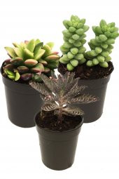 KAKTÜS SUKULENT SETİ EDORAS 3 ADET BİTKİ thumbnail 1