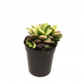 KAKTÜS SUKULENT SETİ EDORAS 3 ADET BİTKİ thumbnail 2