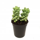 KAKTÜS SUKULENT SETİ EDORAS 3 ADET BİTKİ thumbnail 3