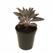 KAKTÜS SUKULENT SETİ EDORAS 3 ADET BİTKİ thumbnail 4