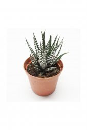 Kaktüs Sukulent Haworthia Fasciata Yılan Derisi Zebra - 1