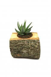 KAKTÜS SUKULENT ARANJMANI DOĞAL KÜTÜK BİTKİLİ - 1