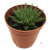 HAWORTHİHA VERANOSA KAKTÜS YENİ SERİ thumbnail 1