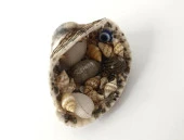 Magnet Deniz Kabuklu Buzdolabı Süsü Nazar Boncuklu Deniz Plaj Magnet - 2